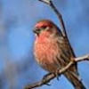 ferfinch
